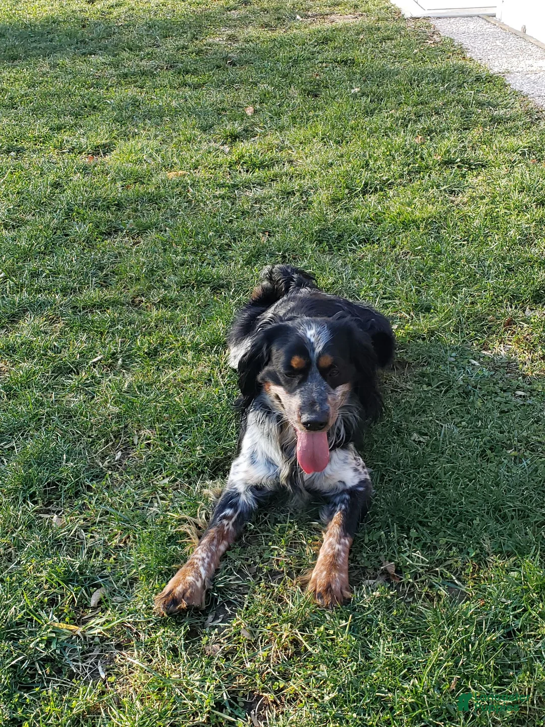 English Springer Spaniel dogs for stud: Lee's Lucky Snickers  - Ad 4