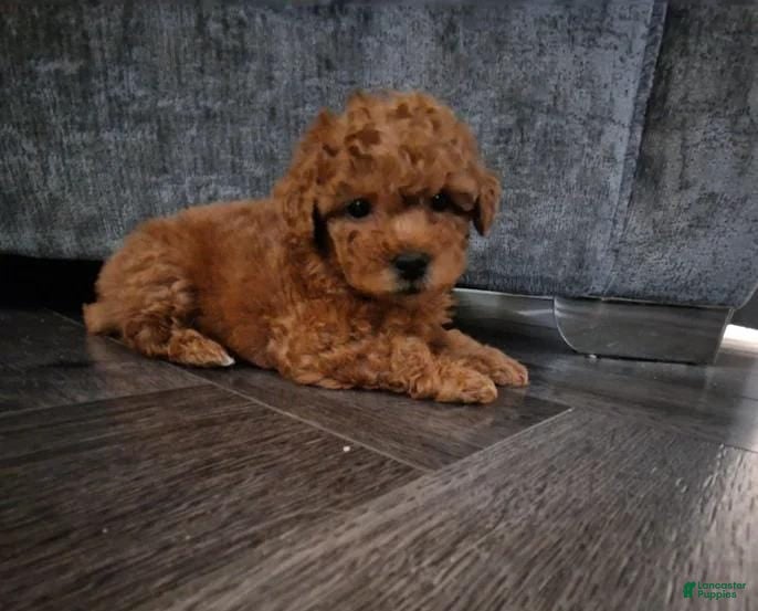 Maltipoo dogs Stacy - Ad 22