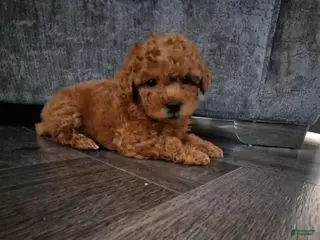 Maltipoo dogs Stacy - Ad 22