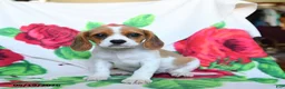 Beaglier dogs for sale: Clover - Ad 2