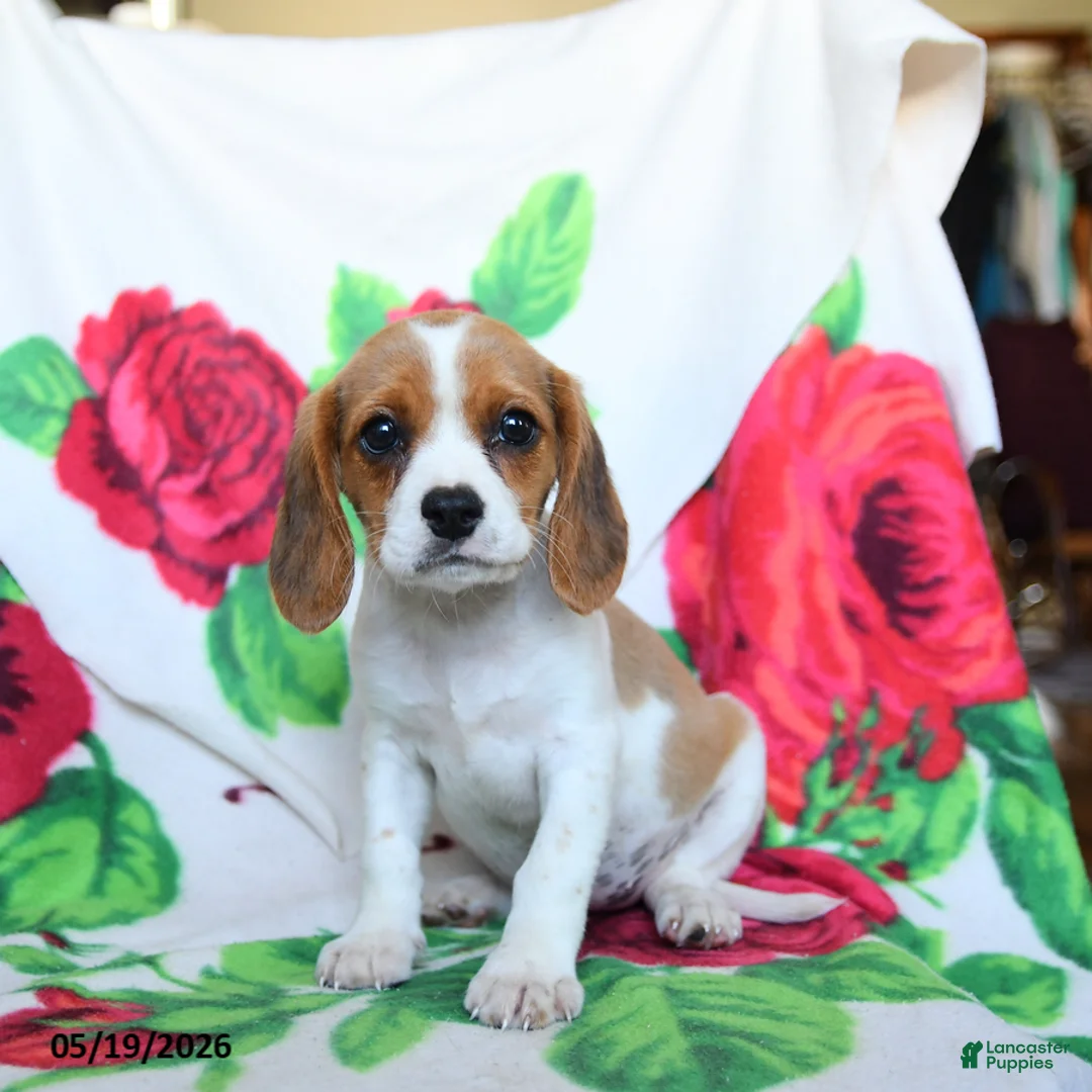 Beaglier dogs for sale: Clover - Ad 2
