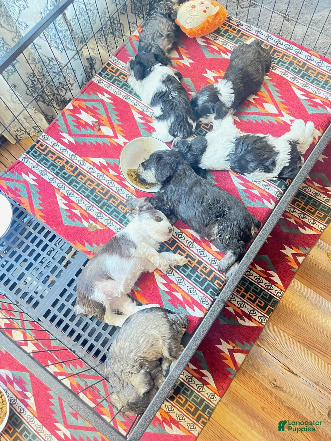 Miniature Schnauzer dogs for sale: Miniature Schnauzer Lucy  - Ad 11