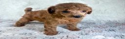 Toy Poodle dogs for sale: Yvonne - Ad 5