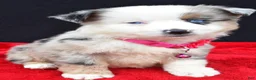 Miniature Australian Shepherd dogs for sale: Carmen - Ad 11