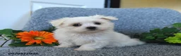Maltese dogs for sale: Mindy - Ad 3