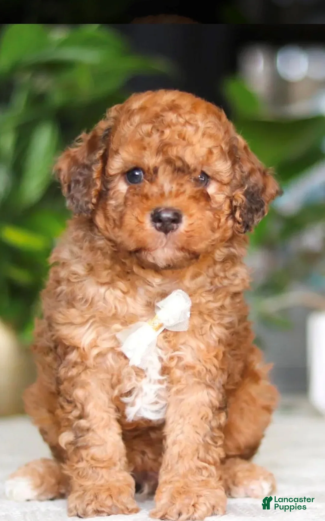Cavapoo dogs for sale: Cavapoo Puppy 1 - Ad 2