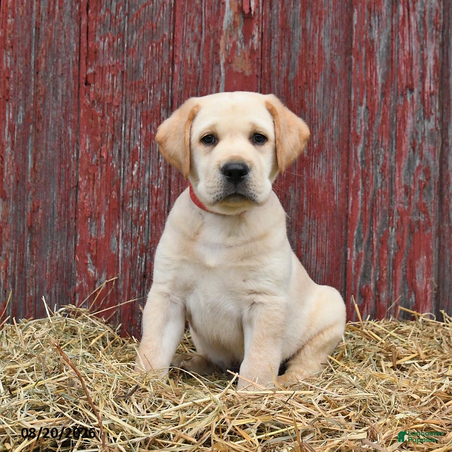 Labrador Retriever dogs Rex - Ad 1