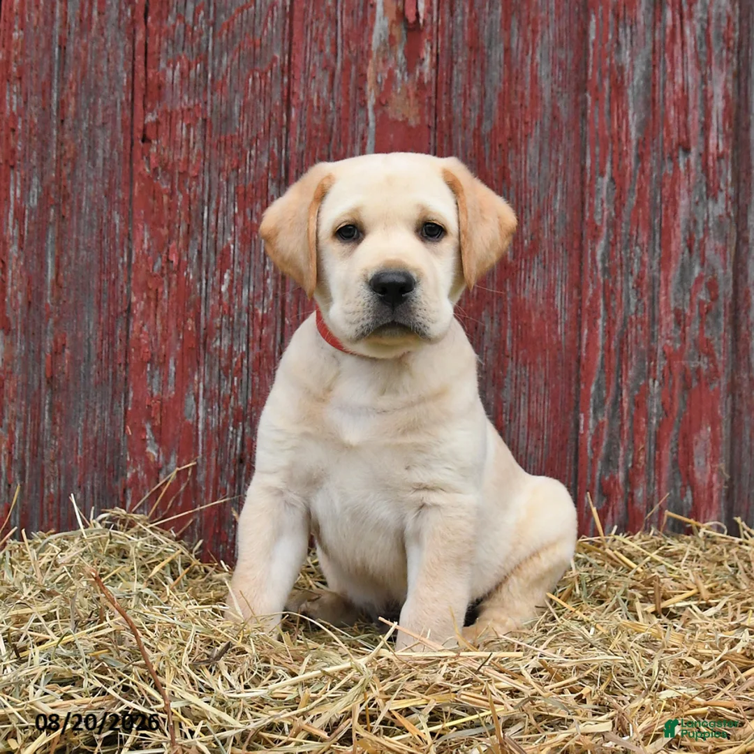 Labrador Retriever dogs for sale: Rex - Ad 1