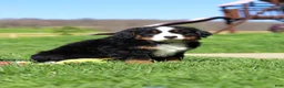 Bernese Mountain Dog dogs for sale: Florence - Ad 12