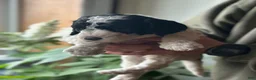 Standard Poodle dogs for sale: Standard Poodle Puppy 5 - Ad 4