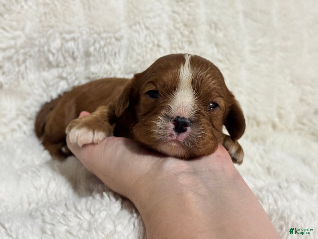 Cavalier King Charles Spaniel dogs for sale: Finn - Ad 6