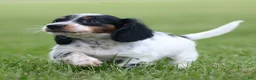 Miniature Dachshund dogs for sale: Duke Miniature Dachshund Puppy  - Ad 4