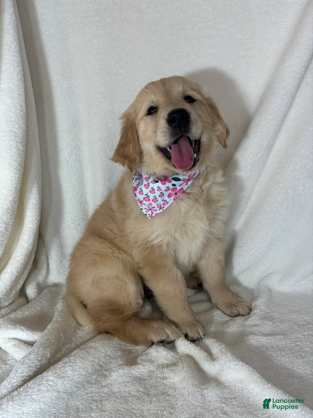 Golden Retriever dogs for sale: Glenda - Ad 4