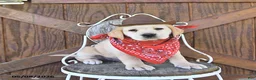 Labrador Retriever dogs for sale: Sheridan - Ad 1