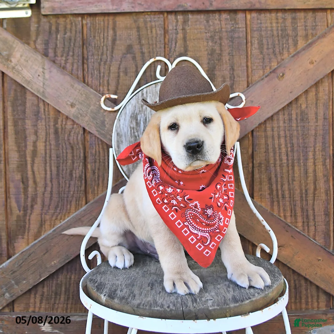 Labrador Retriever dogs for sale: Sheridan - Ad 1