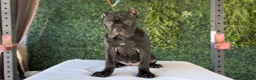 Cane Corso dogs for sale: Channel - Ad 8
