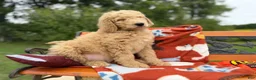 Labradoodle dogs for sale: Zippy (Boy) - Ad 4
