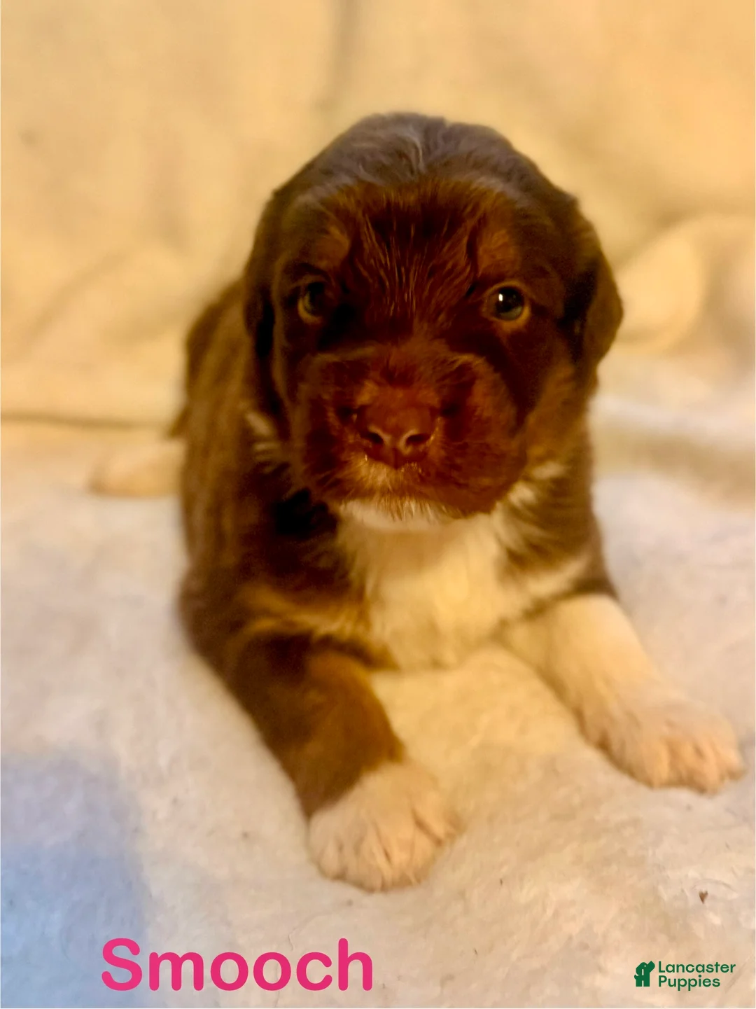 Aussiedoodle dogs for sale: Smooch - Ad 1