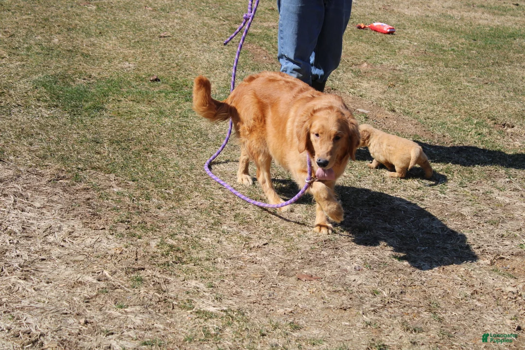 Golden Retriever dogs for sale: Cup - Ad 11