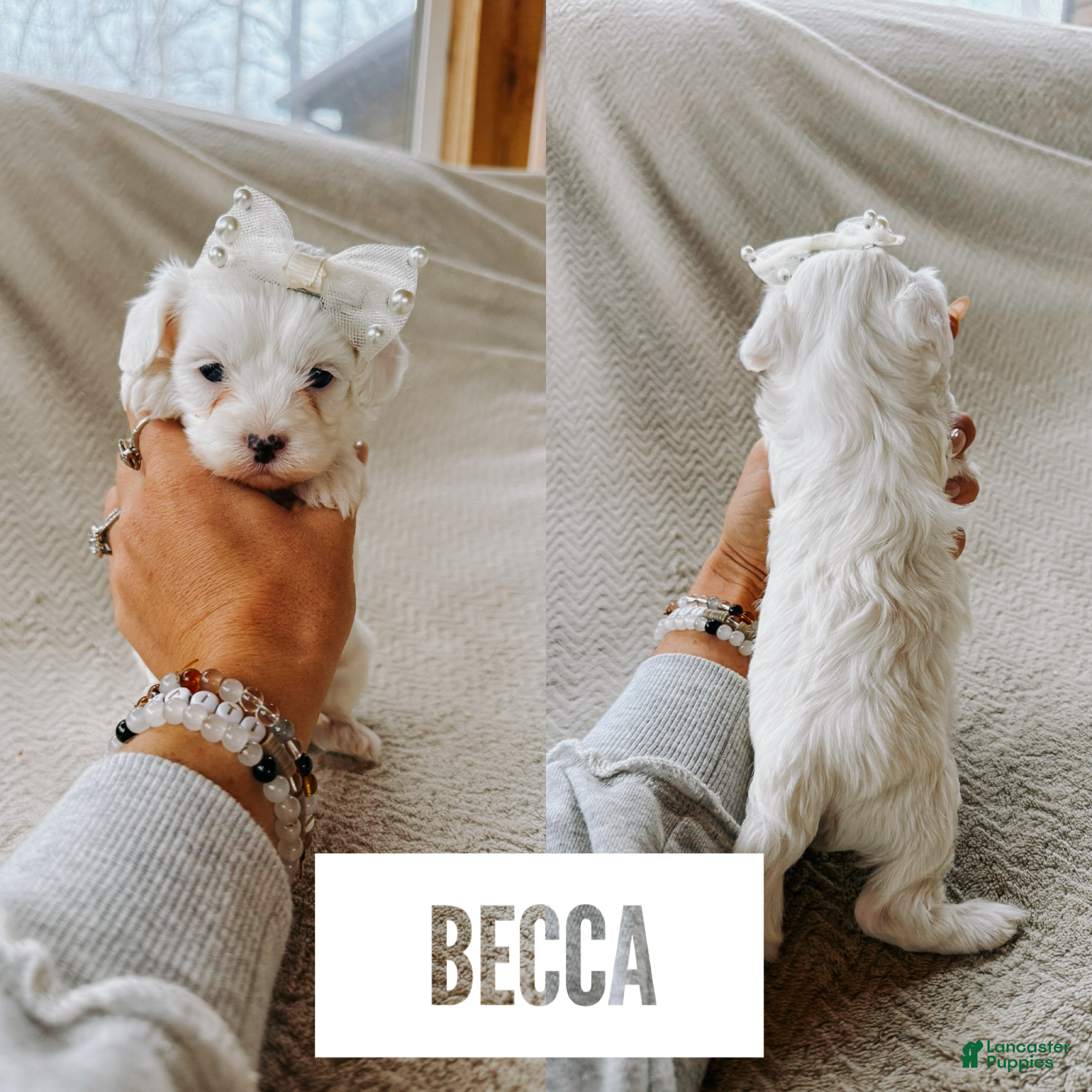 Cavapoo dogs Becca  - Ad 14