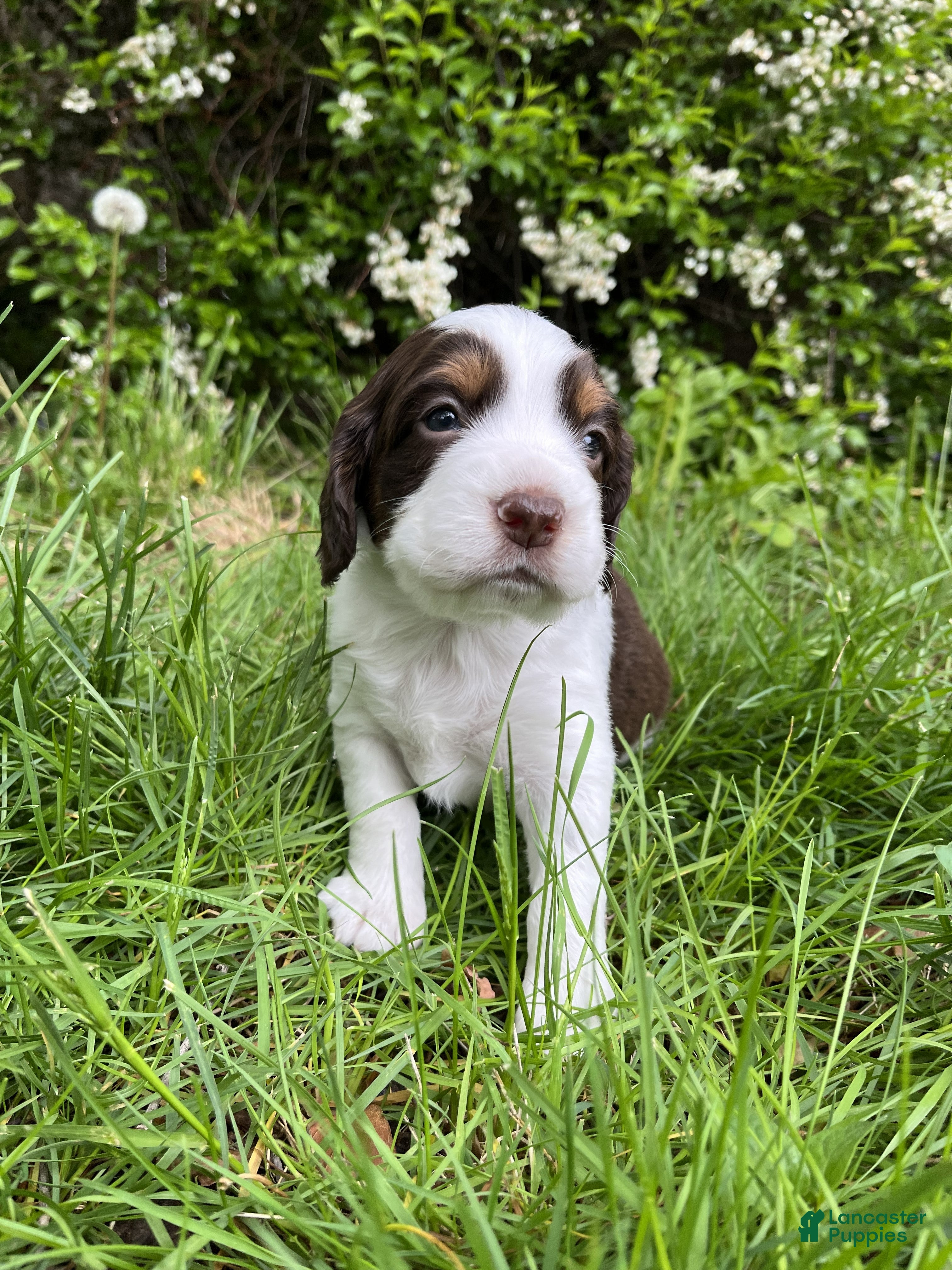English Springer Spaniel dogs Sugar - Ad 34
