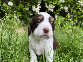 English Springer Spaniel dogs Sugar - Ad 33