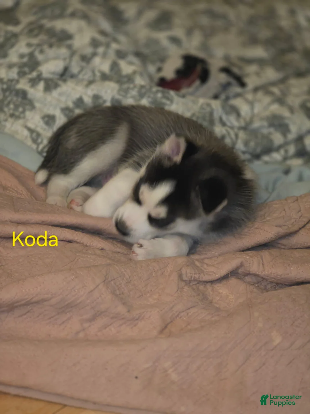 Siberian Husky dogs for sale: Koda - Ad 4