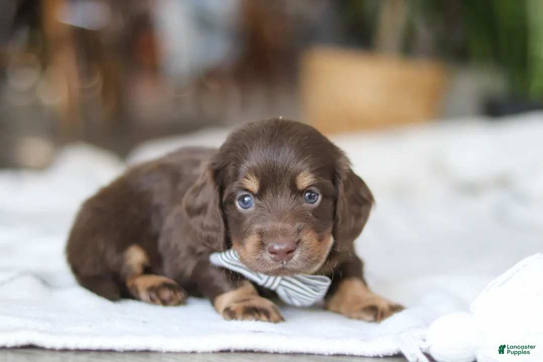 Miniature Dachshund dogs for sale: Glizzy - Ad 3