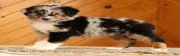 Australian Shepherd dogs for sale: Bella - Ad 1