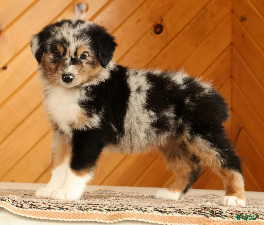 Australian Shepherd dogs for sale: Bella - Ad 1