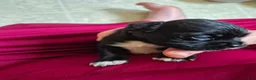 Mixed Breed dogs for sale: Mixed Breed 2 - Ad 2