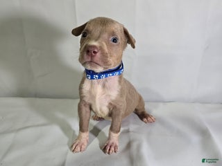 American Bully dogs - Ad 12