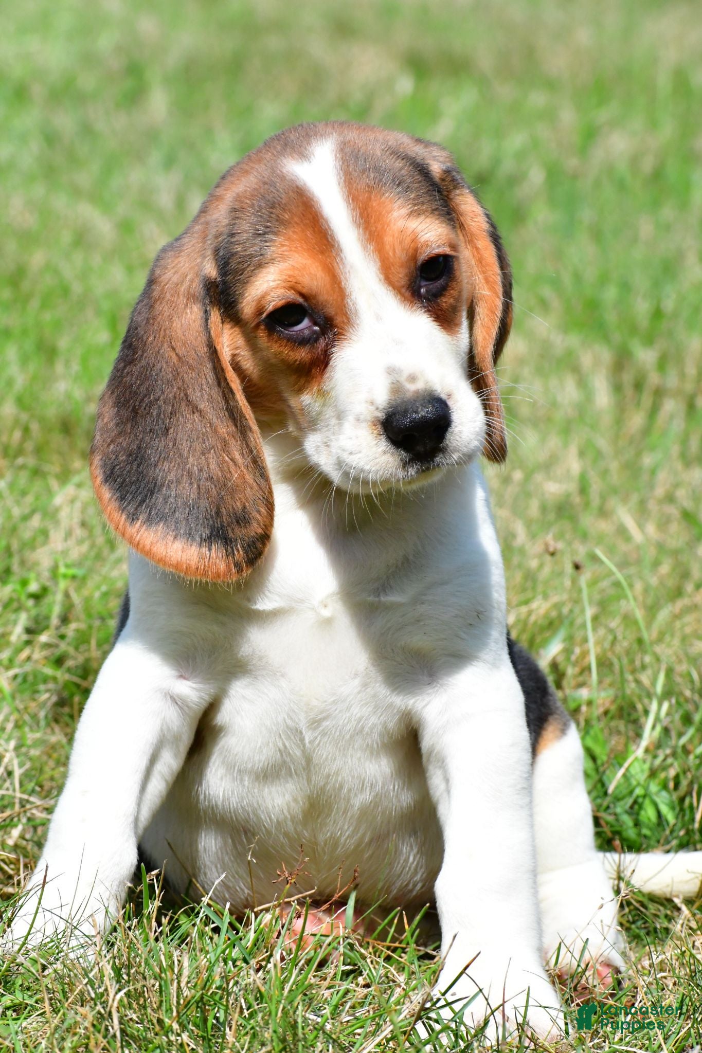 Beagle dogs Princess - Ad 2