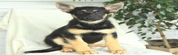 Gerberian Shepsky dogs for sale: Monty - Ad 1