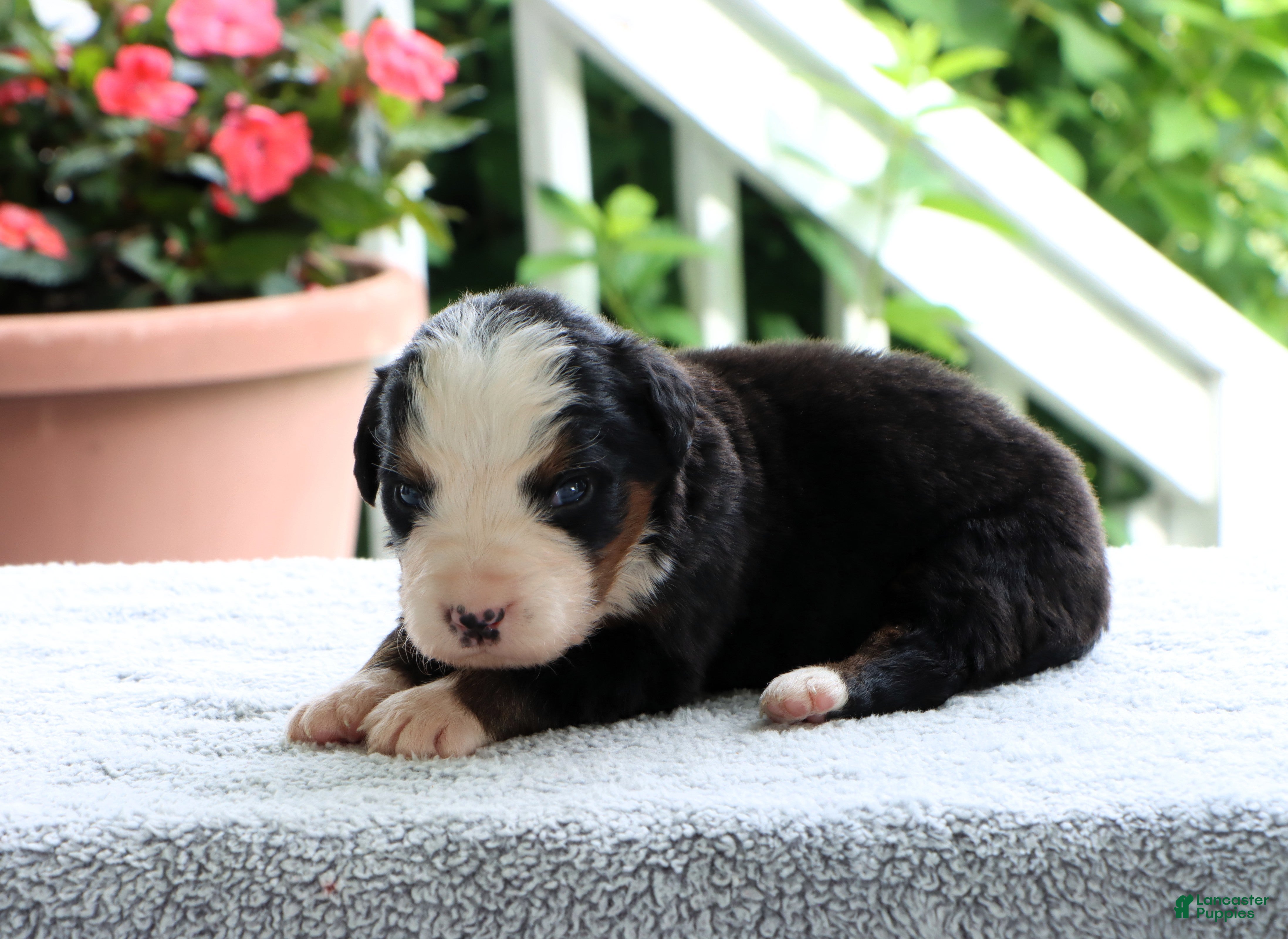 Bernese Mountain Dog dogs Kyle - Ad 1