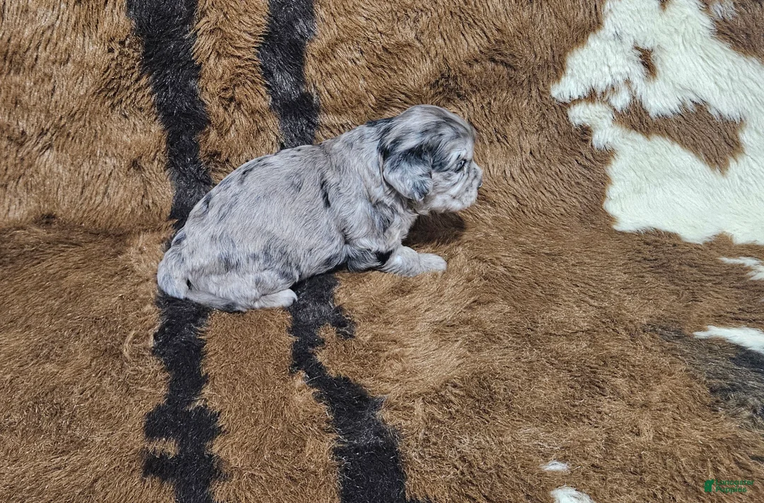 Cavapoo dogs for sale: F1 Aphrodite - Ad 2