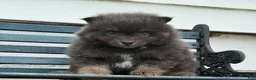 Pomeranian dogs for sale: Oscar - Ad 4