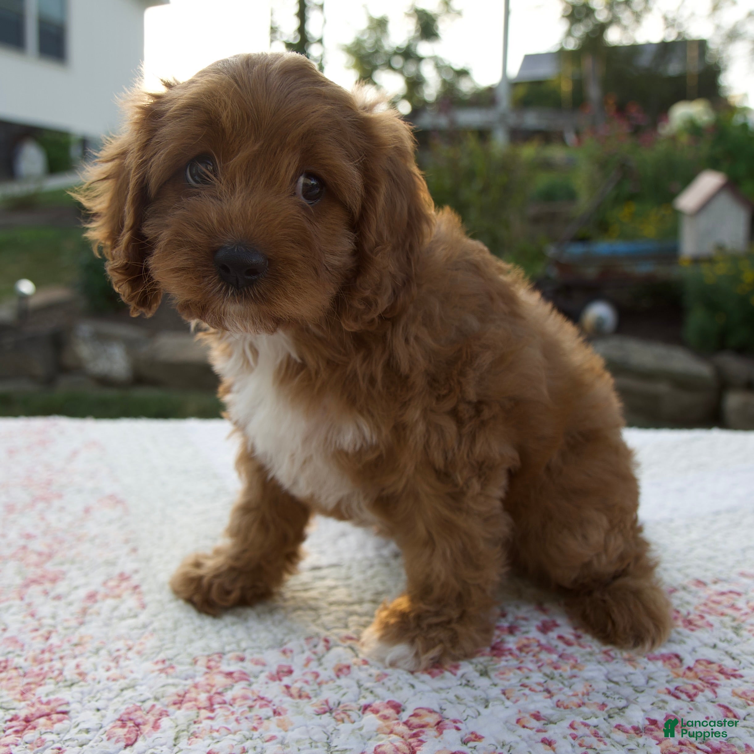 Cavapoo dogs Talia - Ad 1