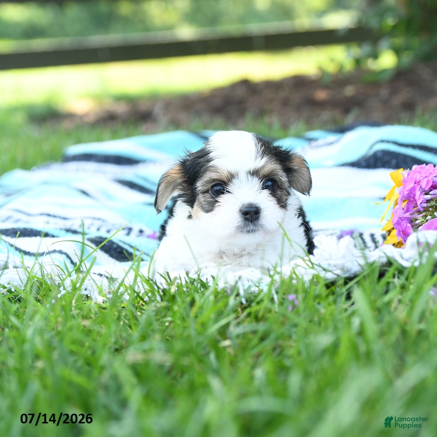Mixed Breed dogs Lulu - Ad 1