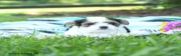 Mixed Breed dogs for sale: Lulu - Ad 1