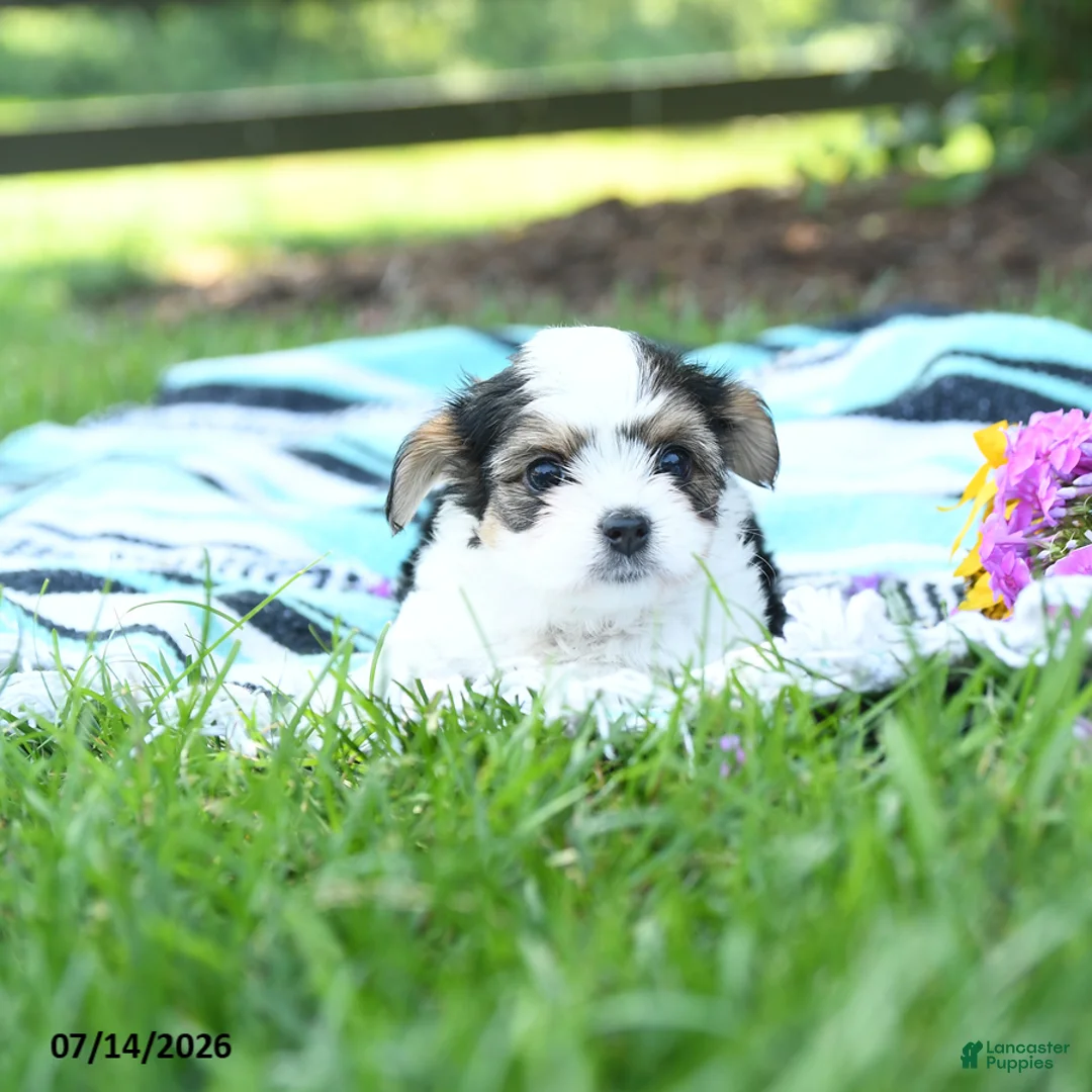 Mixed Breed dogs for sale: Lulu - Ad 1