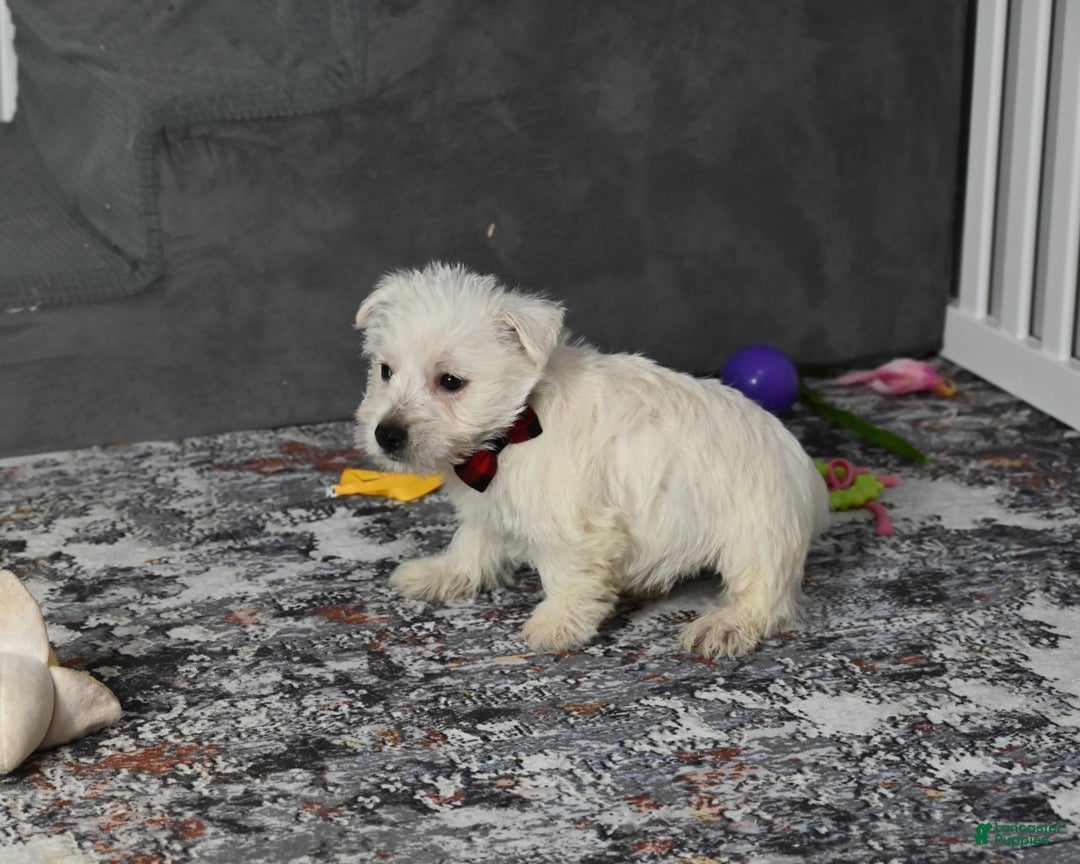West Highland Terrier dogs for sale: Pat - Ad 2