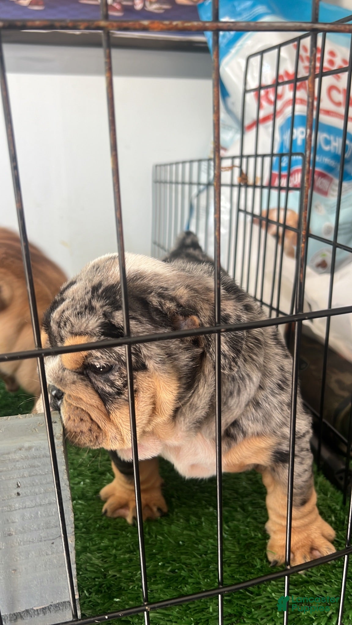 English Bulldog dogs English Bulldog 1 - Ad 1