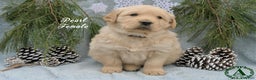 Golden Retriever dogs for sale: Pearl - Ad 4