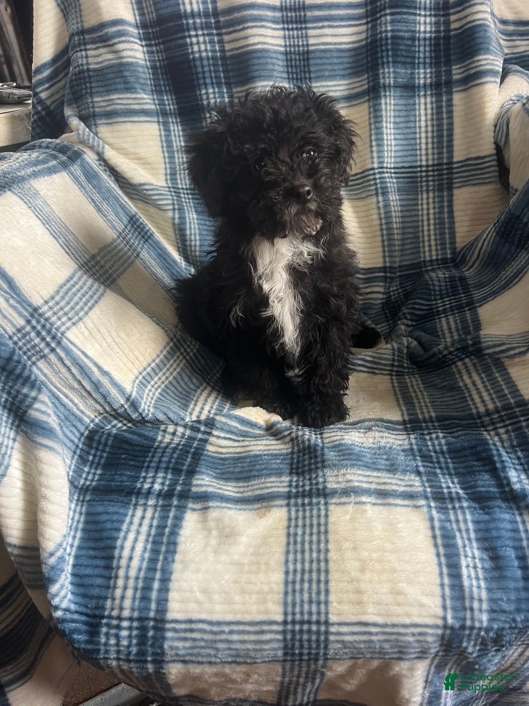 Toy Poodle dogs for sale:  Penny - Ad 3