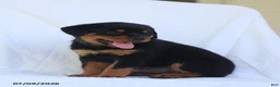 Rottweiler dogs for sale: Candy - Ad 3