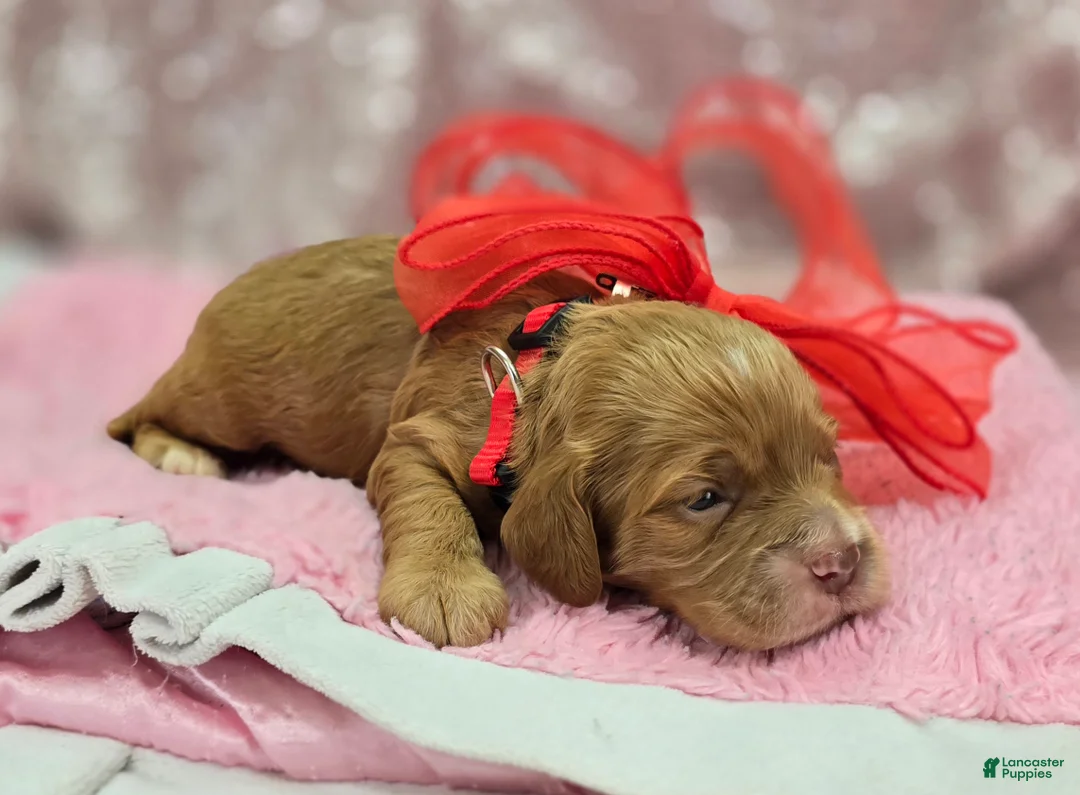 Cockapoo dogs for sale: Nimbus - Ad 4