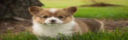 Welsh Corgi Pembroke dogs for sale: Bo Peep - Ad 5