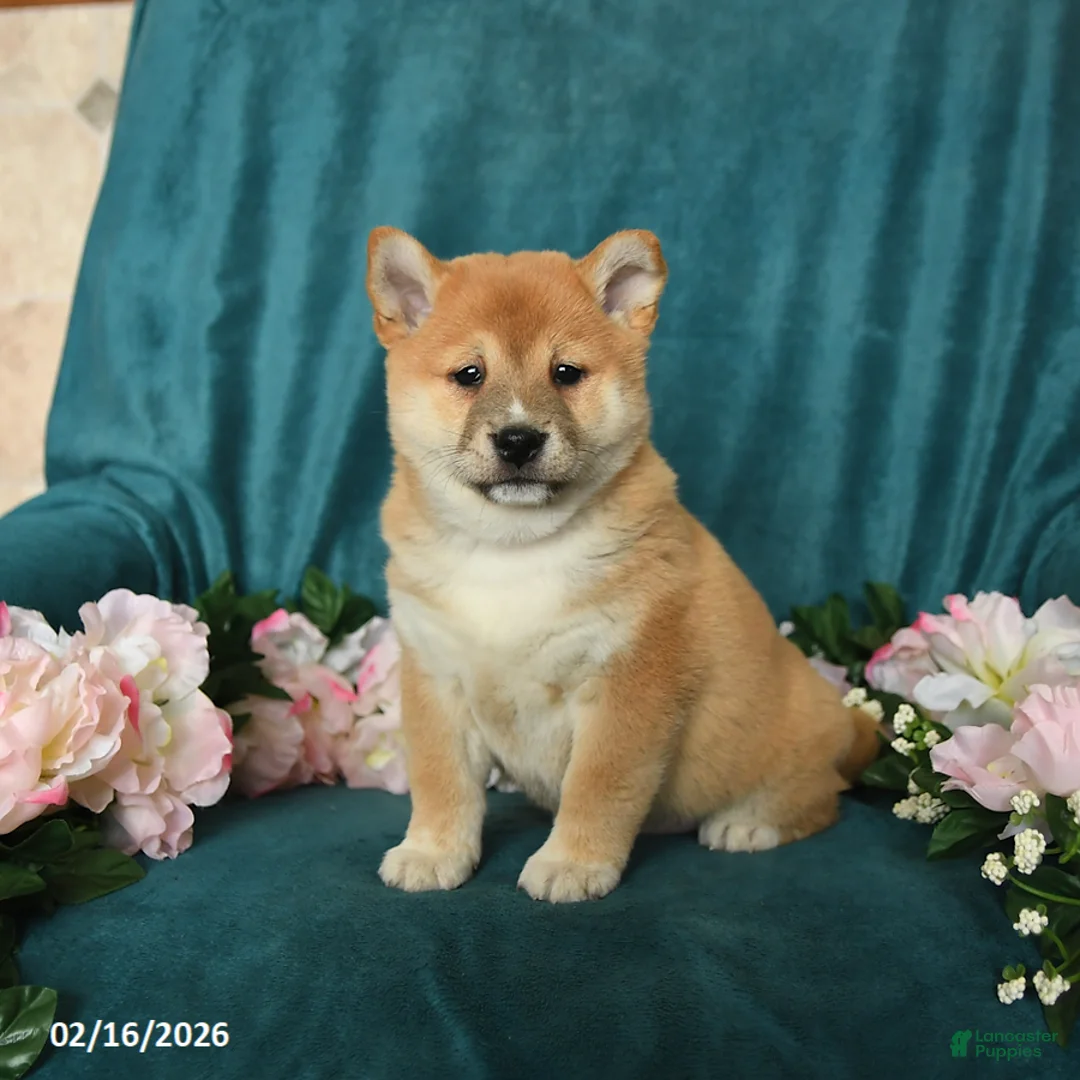 Shiba Inu dogs for sale: Leo - Ad 2
