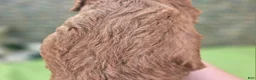 Cockapoo dogs for sale: Nigel - Ad 11